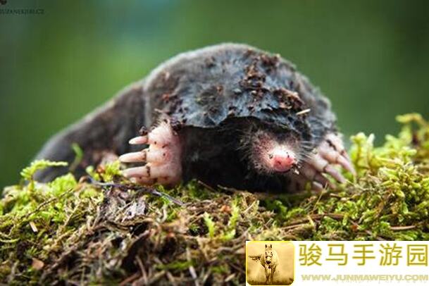 鼹鼠同行之森林之家限时测试狂欢开启！速来下载体验独家攻略攻略手册揭秘！