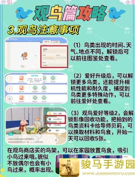 心动小镇观鸟达人速成指南！99%新人攒钱攻略，让你轻松变富
