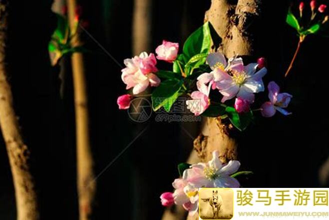 繁花似锦仙门资讯：爆款鉴赏，新品献礼，带你领略仙门新玩法！