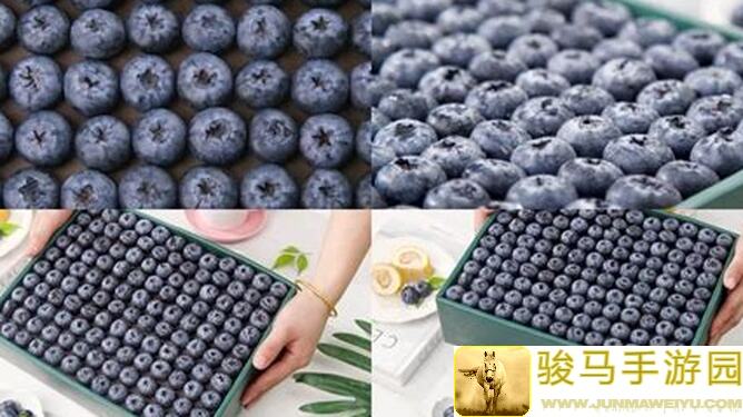 超数据世界小蓝莓怪攻略：蓝莓王通关秘籍大揭秘！