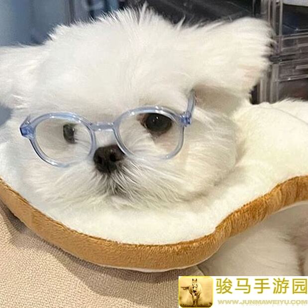 修仙家族模拟器5.2版本：筑基丹收益大揭秘！速成攻略助你快速上手