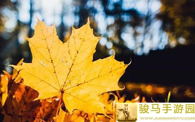 绝了！叶落知秋分享放置军团2.0空岛副本攻略清单，轻松通关无压力！