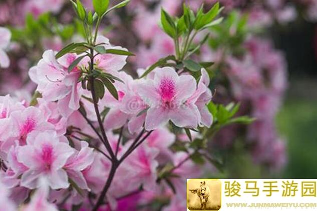 这片梦想家园，杜鹃花儿开！独家攻略带你稀有花色合成必杀秘籍！
